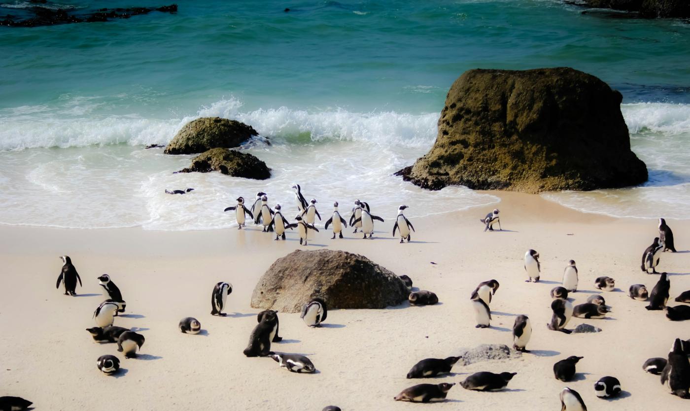 penguins on a beach