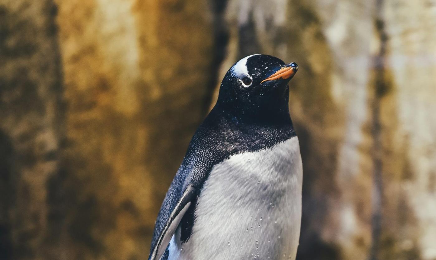 Penguin on rocks