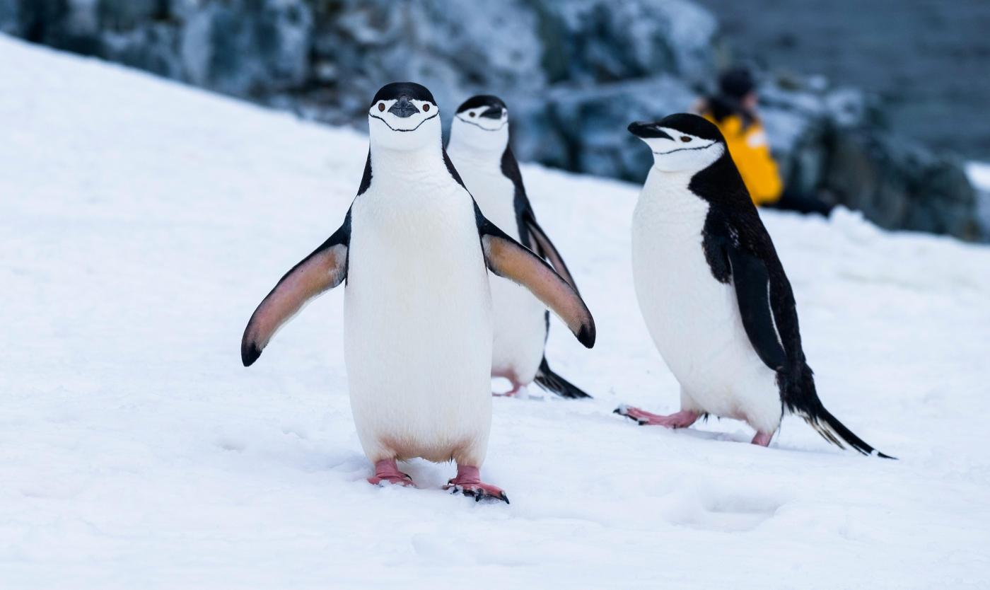 Penguins in the snow