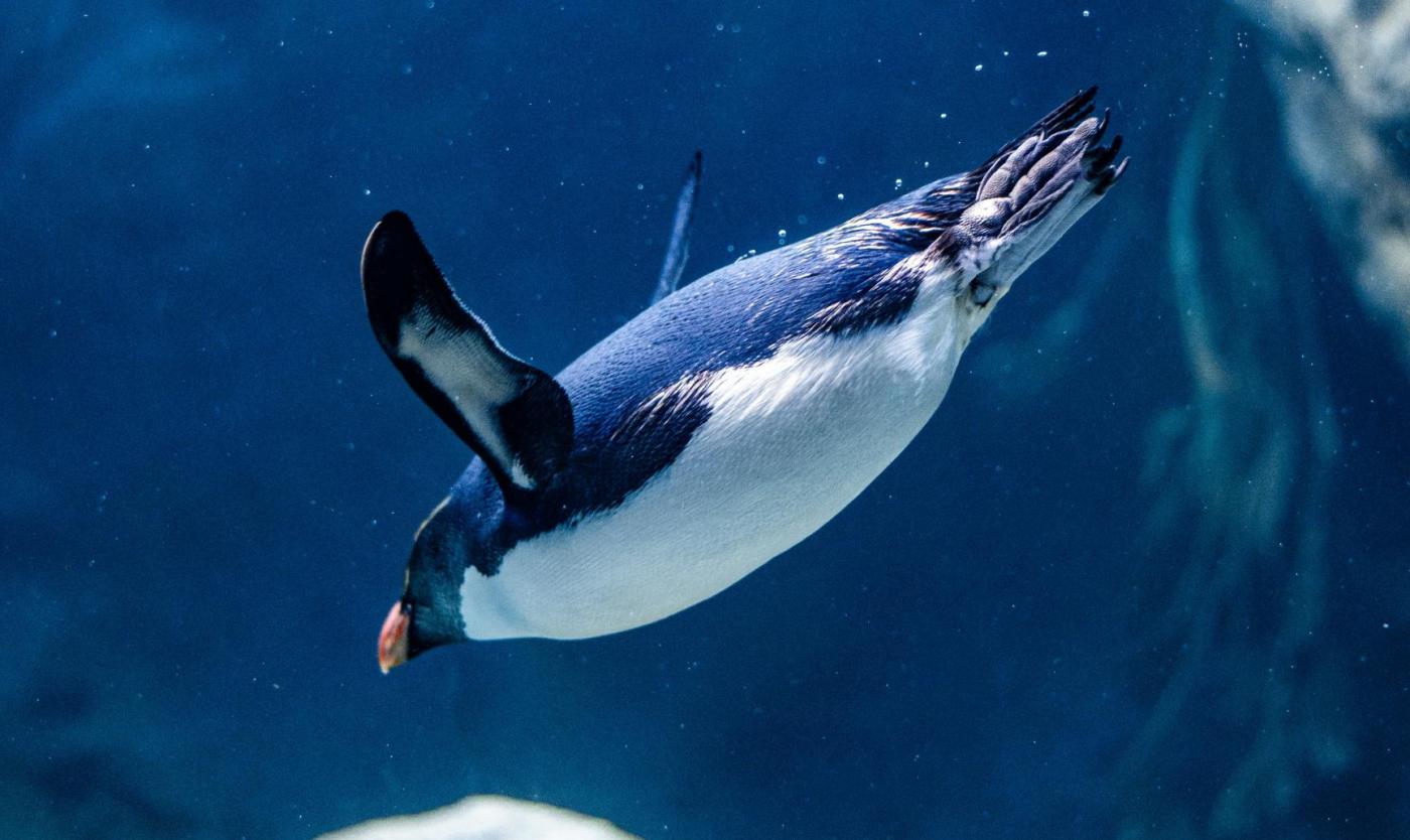 Diving penguin