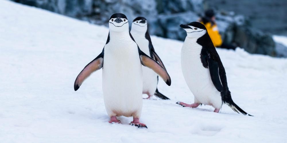 Penguins in the snow